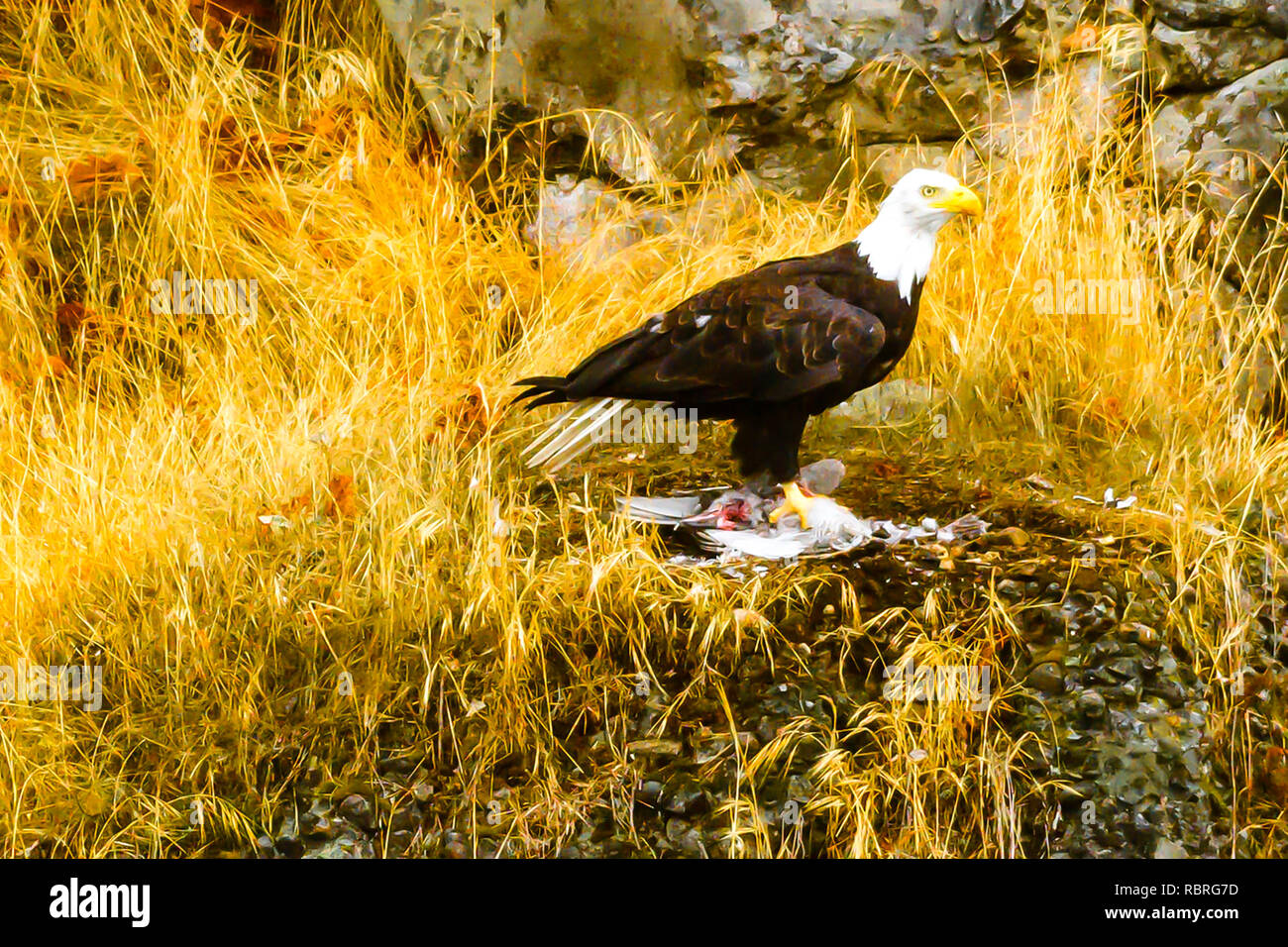 Un aigle mangeant son petit oiseau de proie Banque D'Images