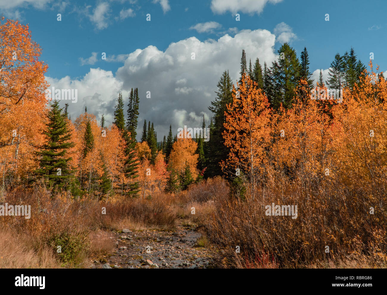 Automne dans la forêt nationale de Wasatch Banque D'Images