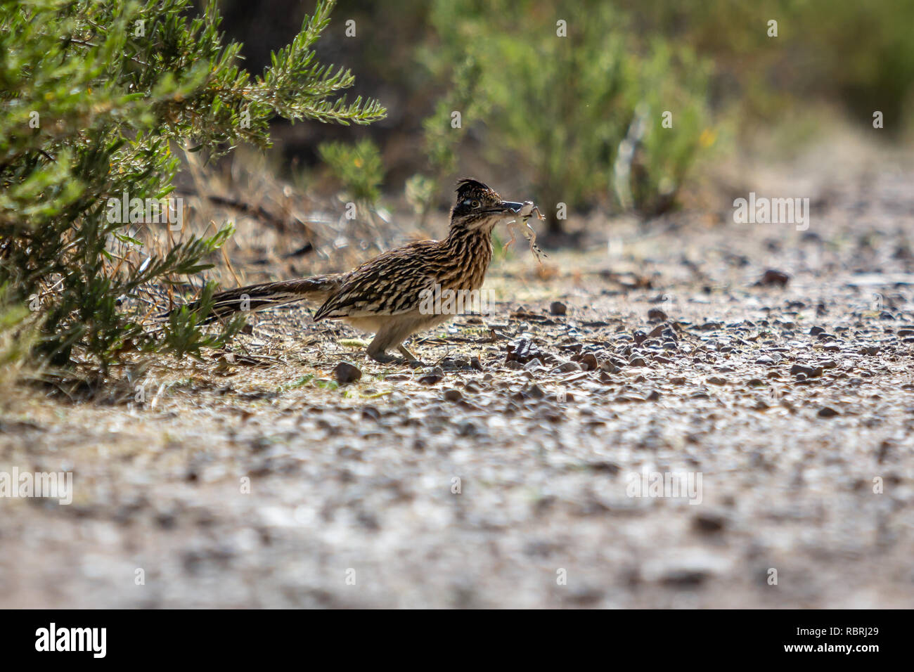 Un petit-déjeuner un lézard avec Roadrunner. Sweetwater Préserver, Tucson. Banque D'Images