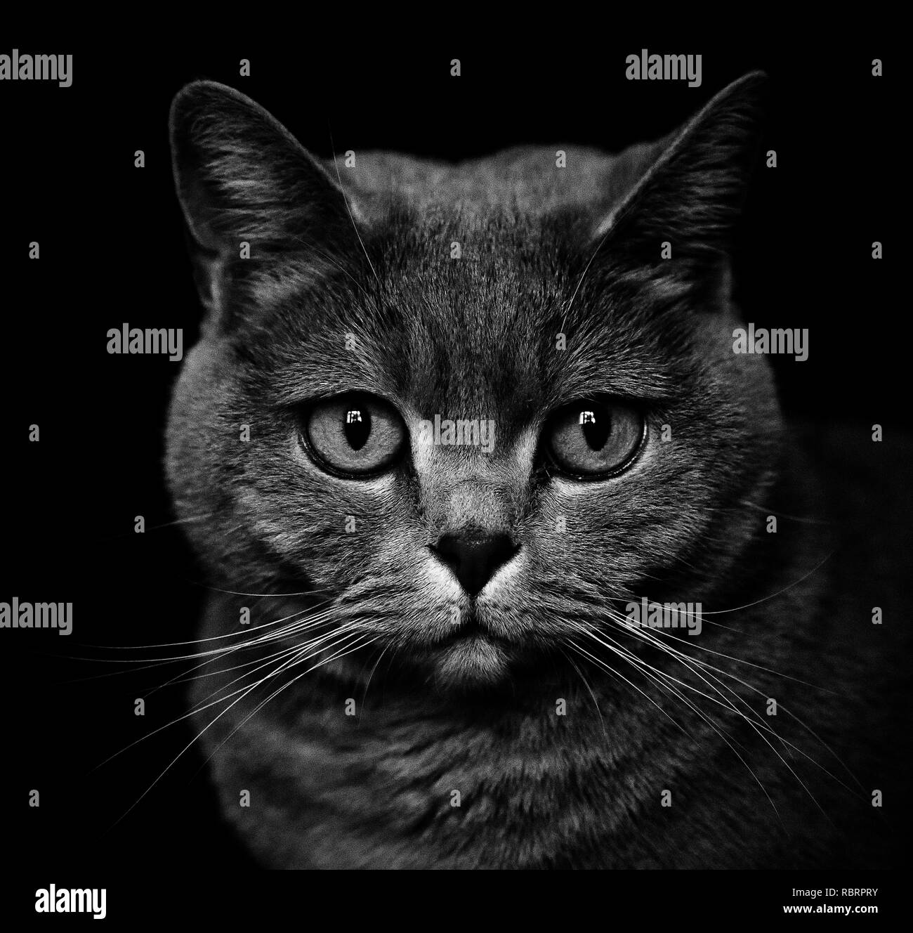 Portrai d'un British Shorthair cat Banque D'Images