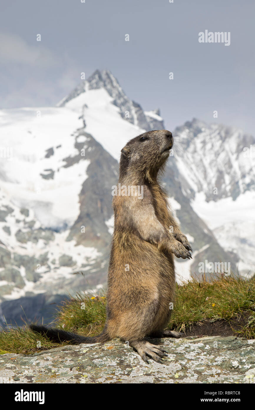 Marmotte des Alpes (Marmota marmota) debout, en face de la montagne couverte de neige, Grossglockner Parc National Hohe Tauern, Carinthie, Autriche Banque D'Images