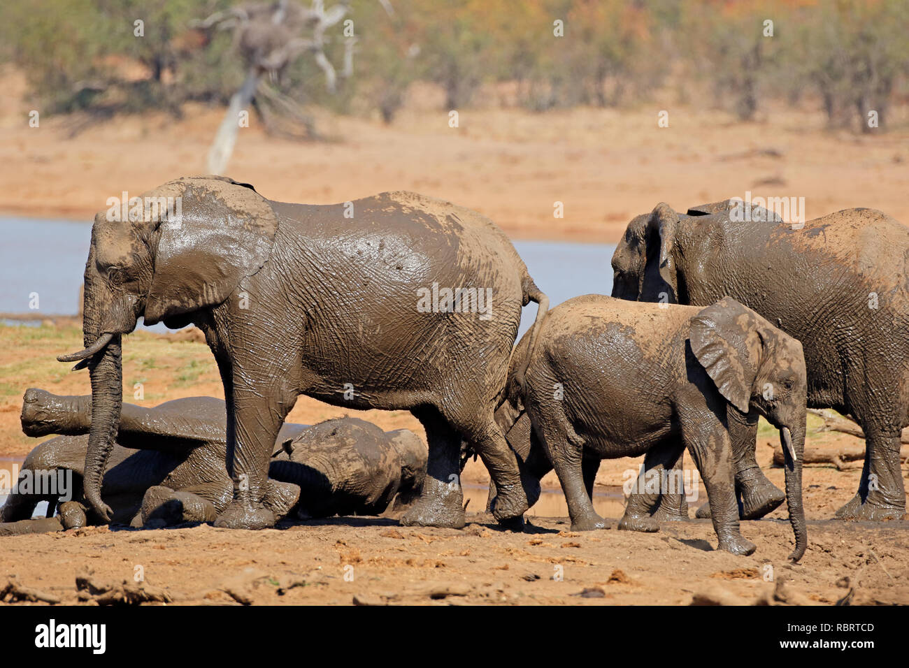 Les éléphants d'Afrique (Loxodonta africana) à un étang, Kruger National Park, Afrique du Sud Banque D'Images