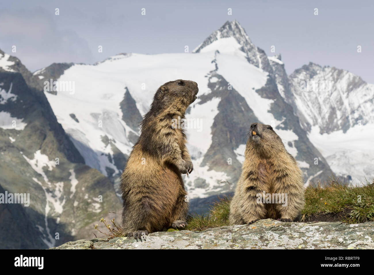Marmottes alpines (Marmota marmota) couple en face de la montagne couverte de neige, Grossglockner Parc National Hohe Tauern, Carinthie, Autriche Banque D'Images