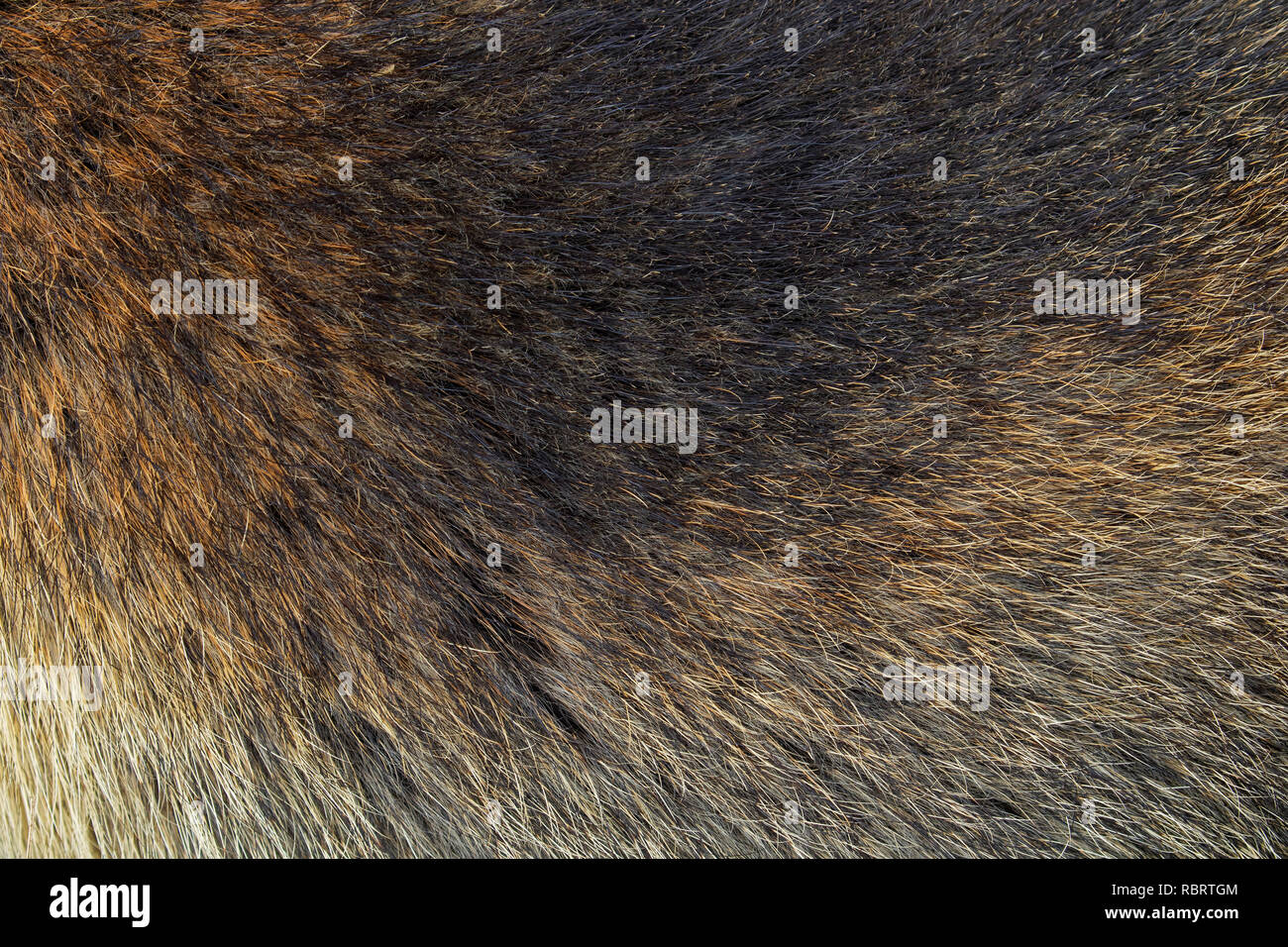 Marmotte des Alpes Marmota marmota close up de poils bruns dans un epais manteau de fourrure d ete pelt Photo Stock Alamy