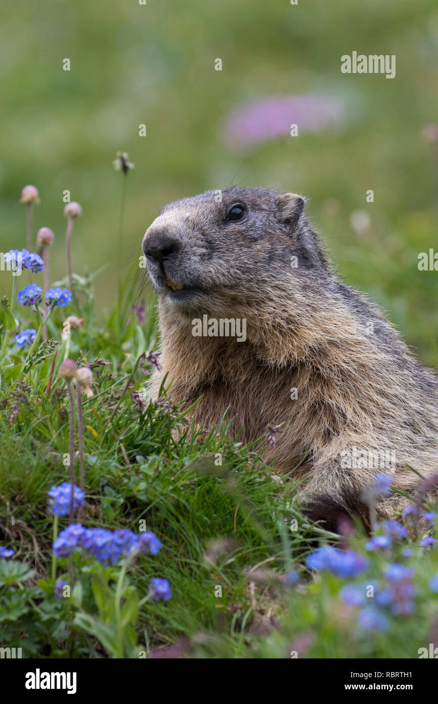Marmotte des Alpes (Marmota marmota) parmi les fleurs sauvages en été dans les Alpes Banque D'Images