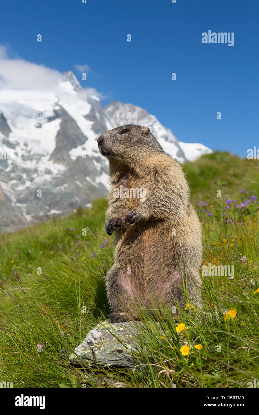 Marmotte des Alpes (Marmota marmota) debout, en face de la montagne couverte de neige, Grossglockner Parc National Hohe Tauern, Carinthie, Autriche Banque D'Images