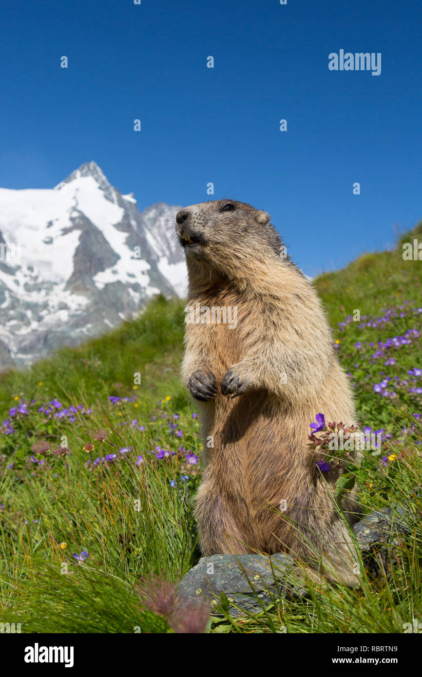 Marmotte des Alpes (Marmota marmota) debout, en face de la montagne couverte de neige, Grossglockner Parc National Hohe Tauern, Carinthie, Autriche Banque D'Images