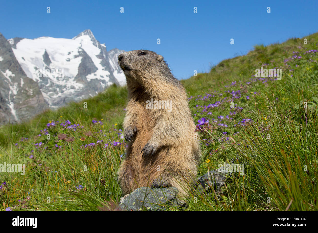 Marmotte des Alpes (Marmota marmota) debout, en face de la montagne couverte de neige, Grossglockner Parc National Hohe Tauern, Carinthie, Autriche Banque D'Images