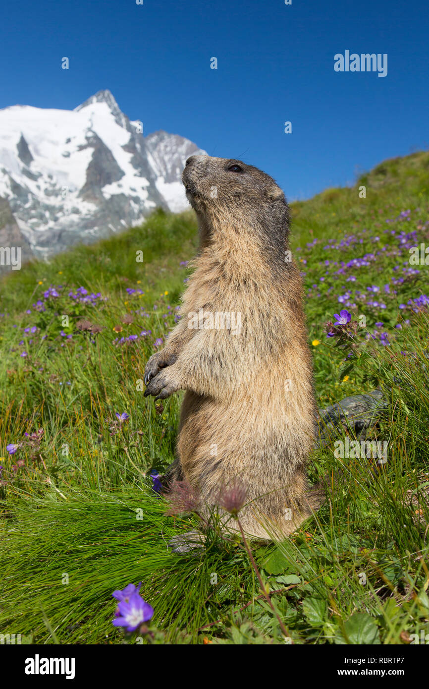 Marmotte des Alpes (Marmota marmota) debout, en face de la montagne couverte de neige, Grossglockner Parc National Hohe Tauern, Carinthie, Autriche Banque D'Images
