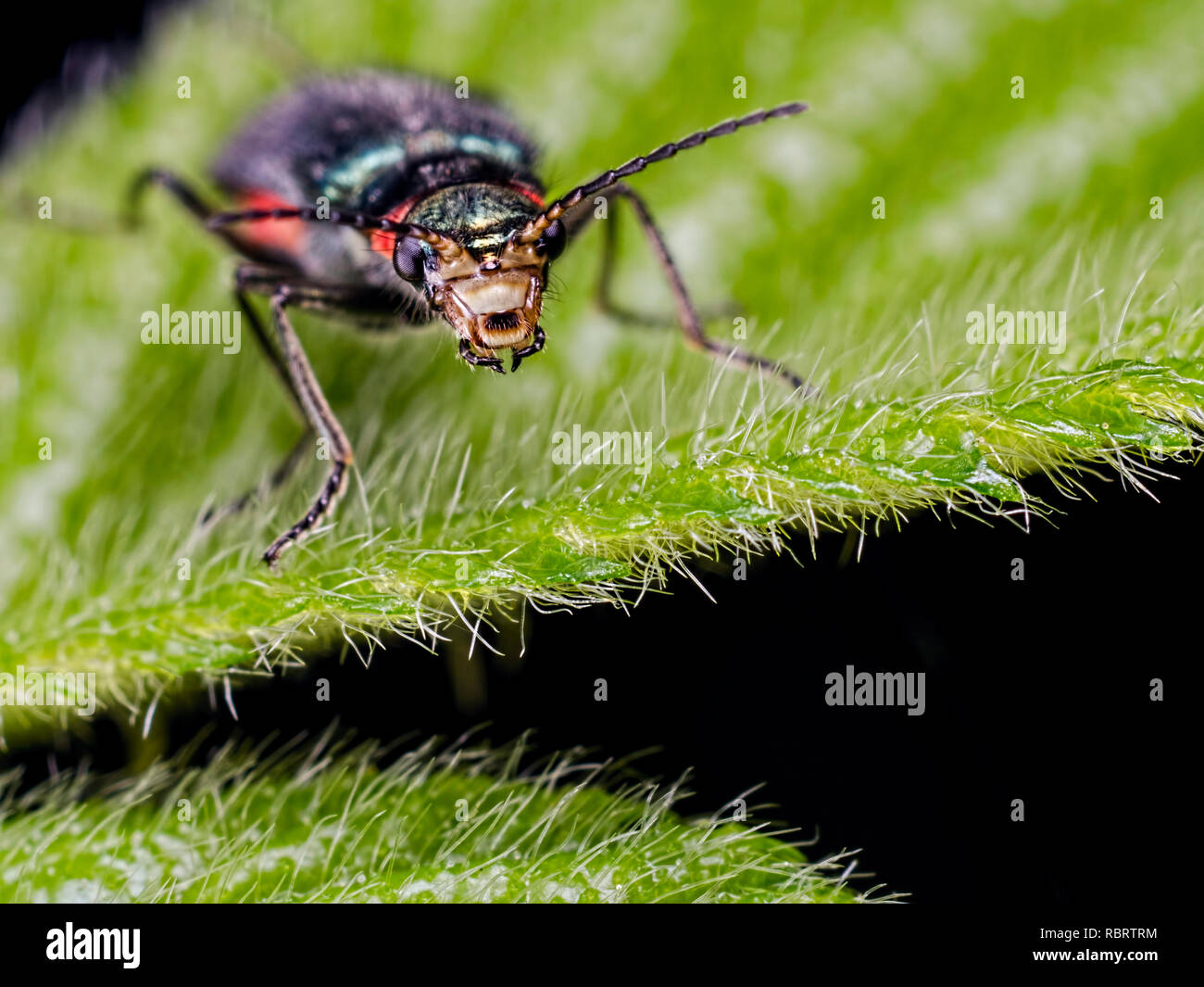 Une politique commune de malachite (Malachius bipustulatus) beetle face. Un membre de la famille (Soft-Winged Malachiidae de fleurs). Enregistré à Blashford Lak Banque D'Images