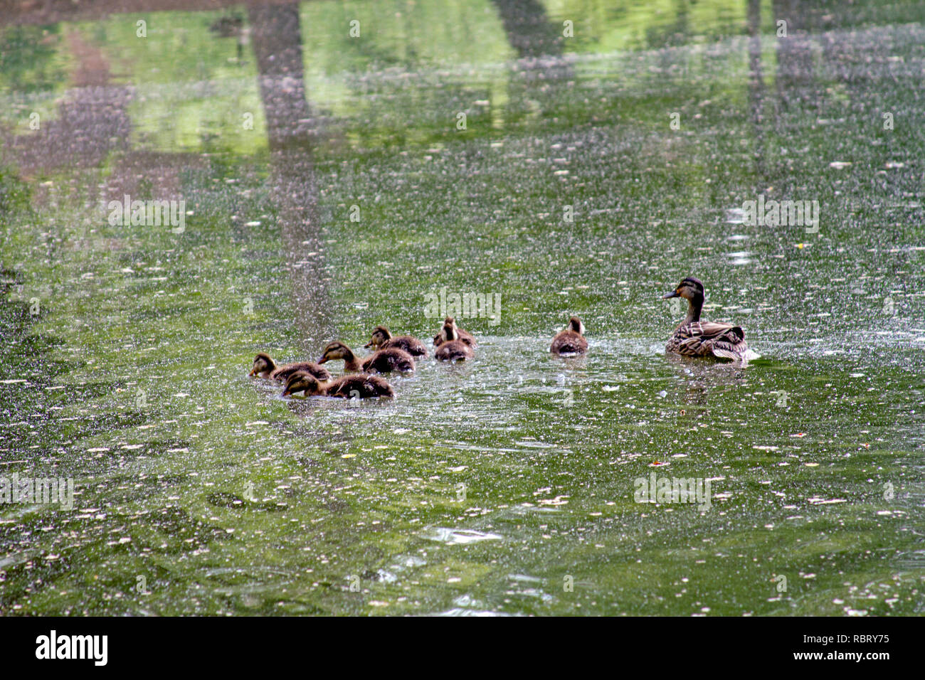 Un canard sauvage maman observe ses jeunes canetons comme ils apprennent à nager sur un lac pittoresque Banque D'Images