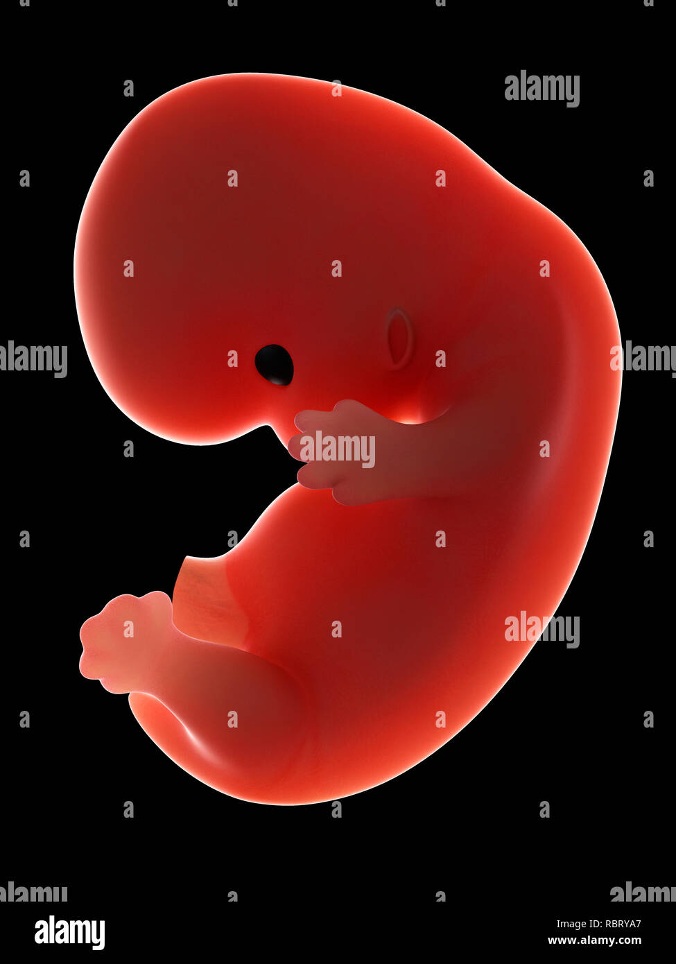 Illustration d'un fœtus à la semaine 8. Banque D'Images