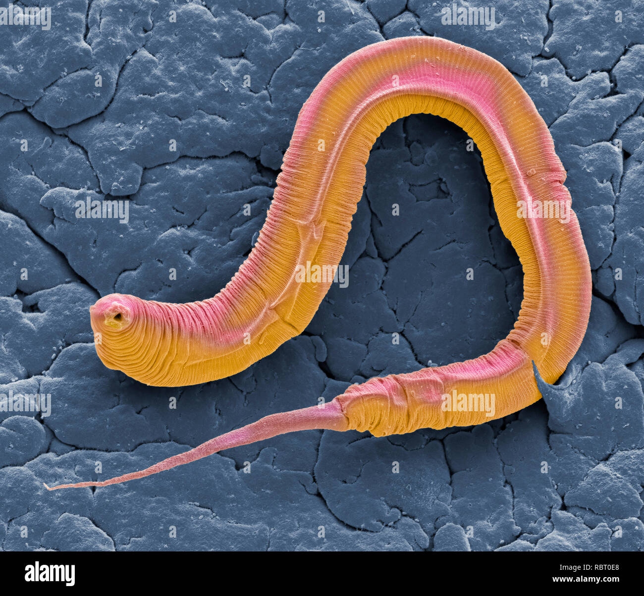 Ver Caenorhabditis elegans, couleur de l'analyse des électrons Microphotographie (SEM). C. elegans est le sol, un ver nématode hermaphrodite et l'un des plus étudié les animaux dans la recherche biologique et génétique. Une tendance à reproduire par l'auto-fertilisation (donnant lieu à l'identique descendants), avec le peu de temps nécessaire pour atteindre la maturité, font de ce petit ver un sujet idéal. Agrandissement : x1300 lors de l'impression à 10 centimètres de large Banque D'Images