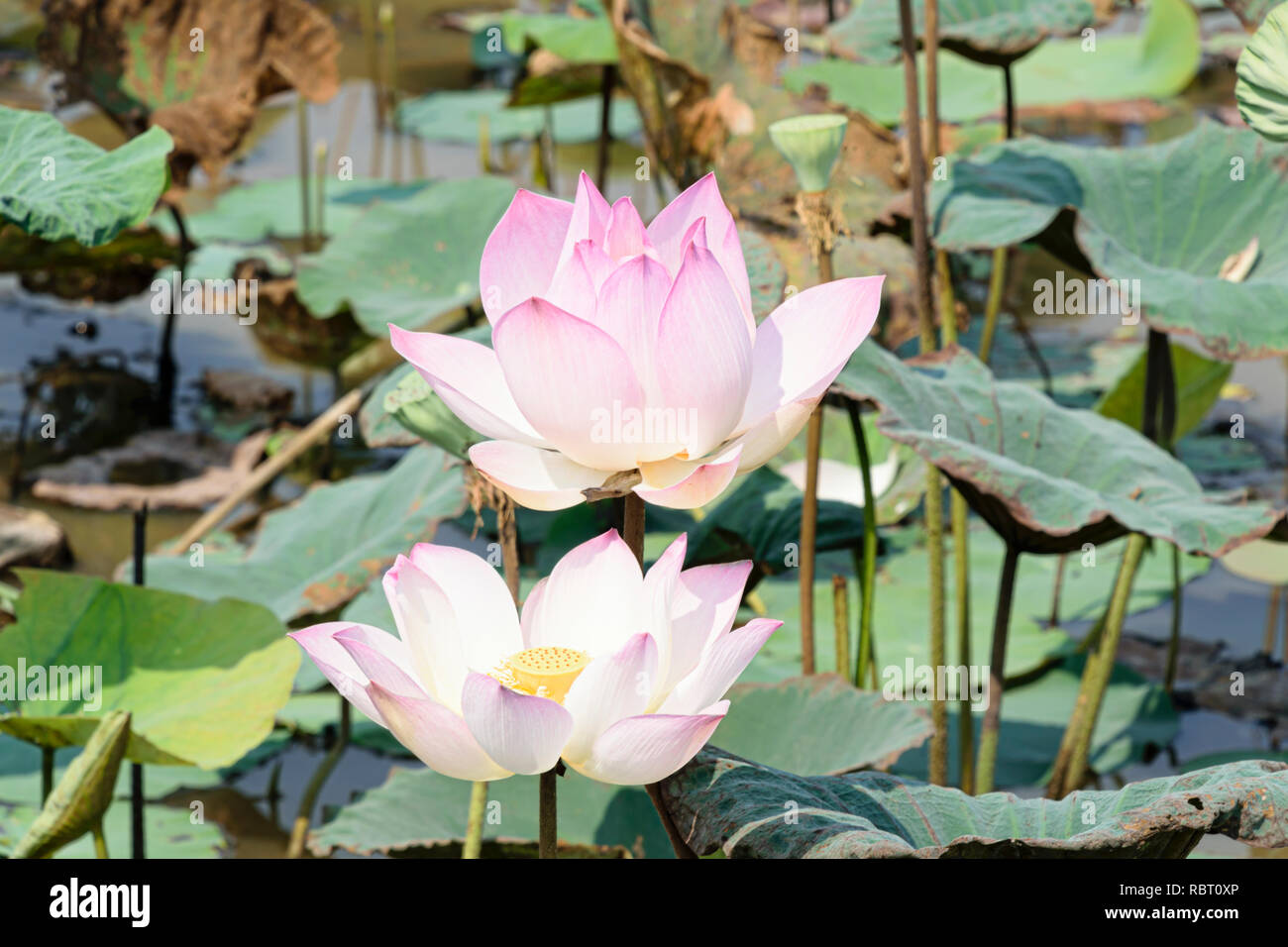 Le Cambodge, Tonle Sap - Mars 2016 : paire de feuilles et fleurs de lotus rose Banque D'Images