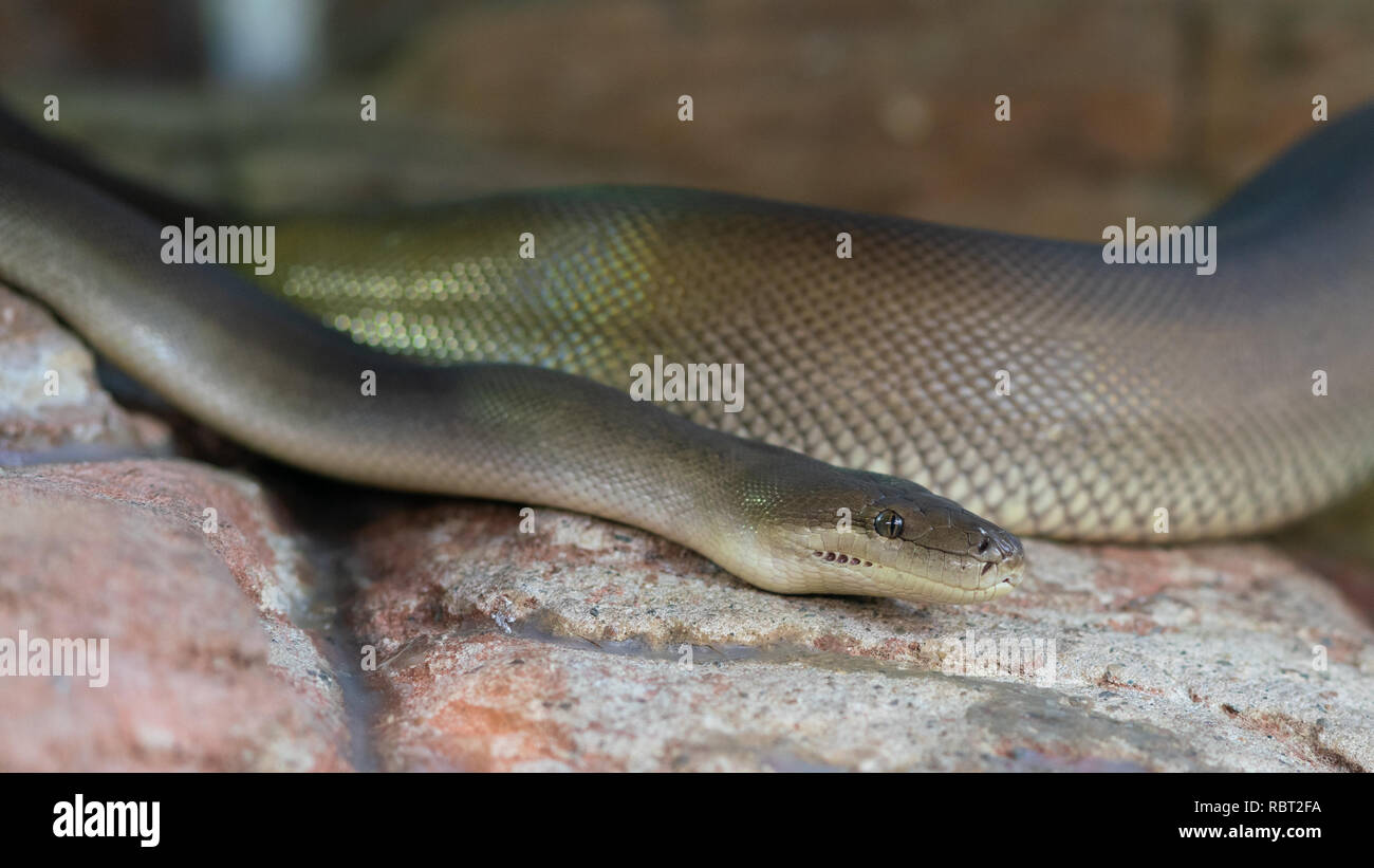 Vue rapprochée d'un python ou d'Olive Liasis olivaceus en Australie Banque D'Images