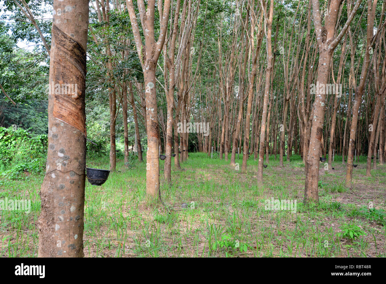 Rangée d'arbre à caoutchouc para en plantation, la récolte du latex Banque D'Images