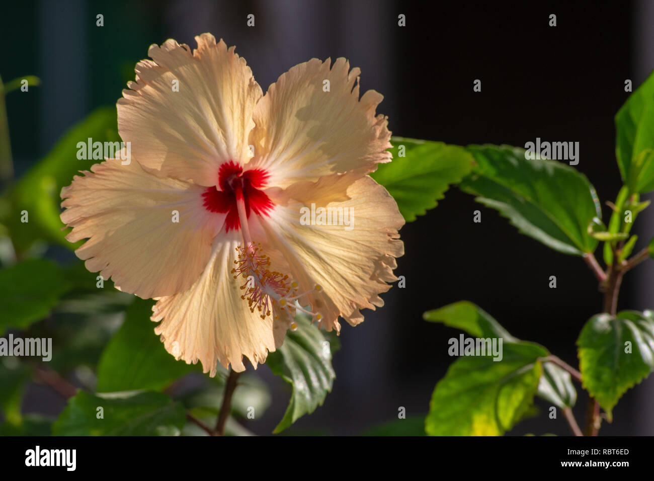 Le beau jaune hibiscus chinois également connu sous le nom de la Chine a augmenté, l'hawaiien, hibiscus, mauve rose et shoeblackplant dans un jardin dans les EAU. Banque D'Images