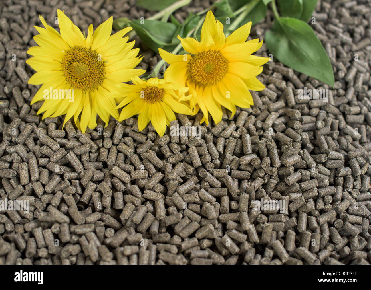 Granulés de tournesol et trois d'entre eux fait Banque D'Images