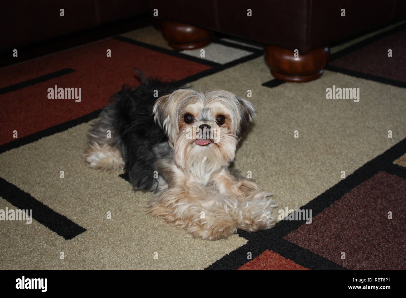 Close up d'un Morkie, Maltais/Yorkshire Terrier mix, portant sur un tapis Banque D'Images