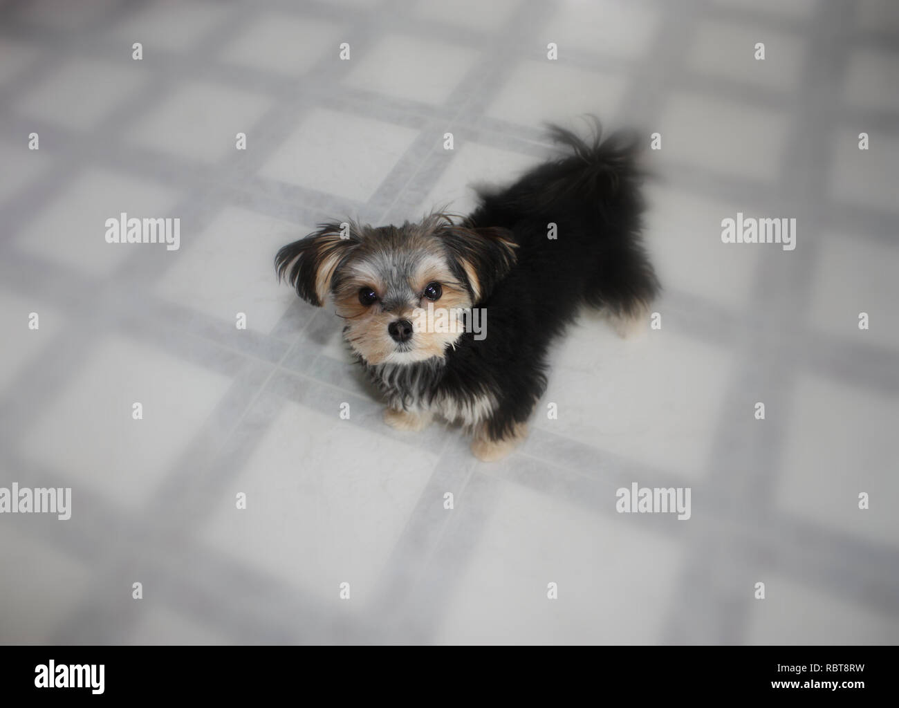 Close up, soft foucs, d'un Morkie, Maltais/Yorkshire Terrier chiot mix Banque D'Images