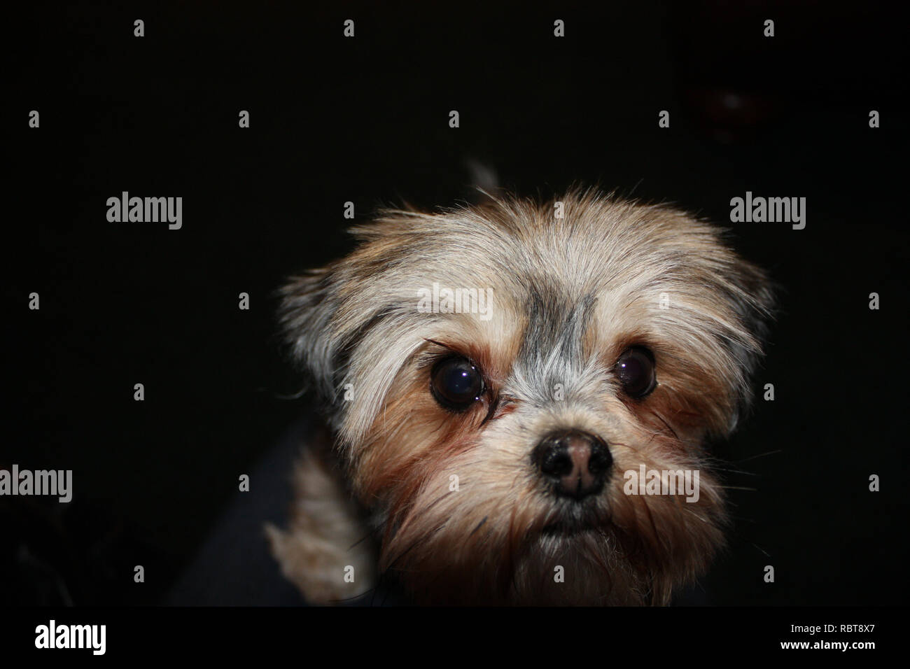 Close up d'un Morkie's, Maltais/Yorkshire Terrier mix, visage Banque D'Images
