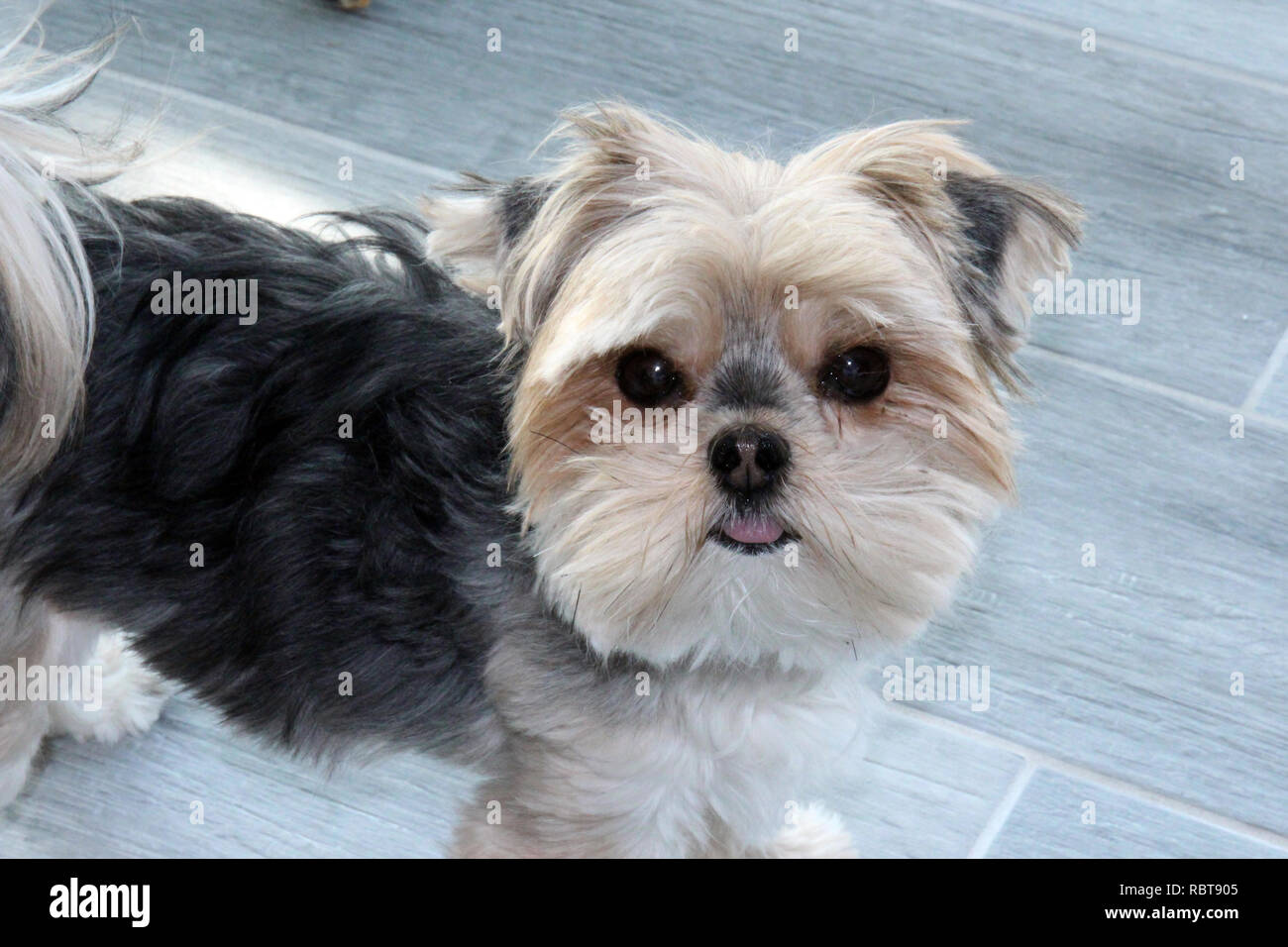 Close up d'un Morkie, Maltais/Yorkshire Terrier mix Banque D'Images