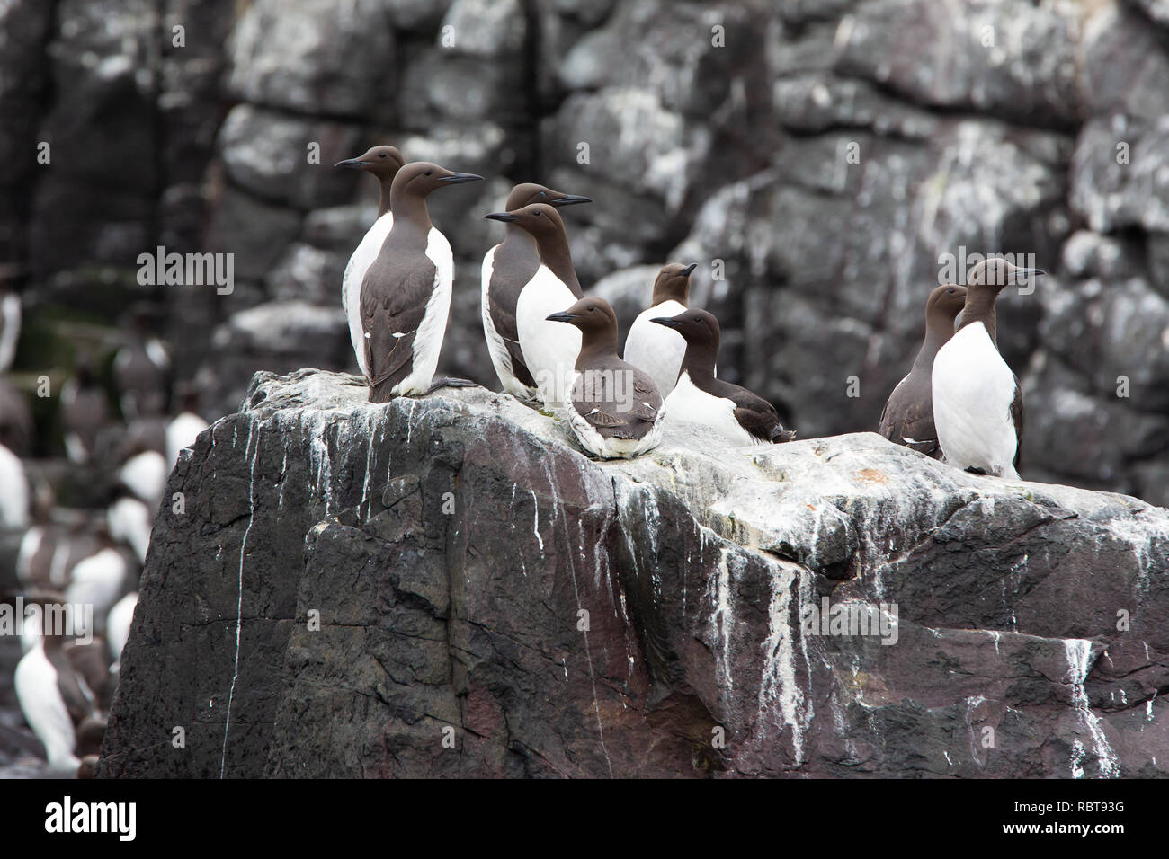 Uria aalge Guillemot [ ] sur les îles Farne, Northumberland, Angleterre Banque D'Images