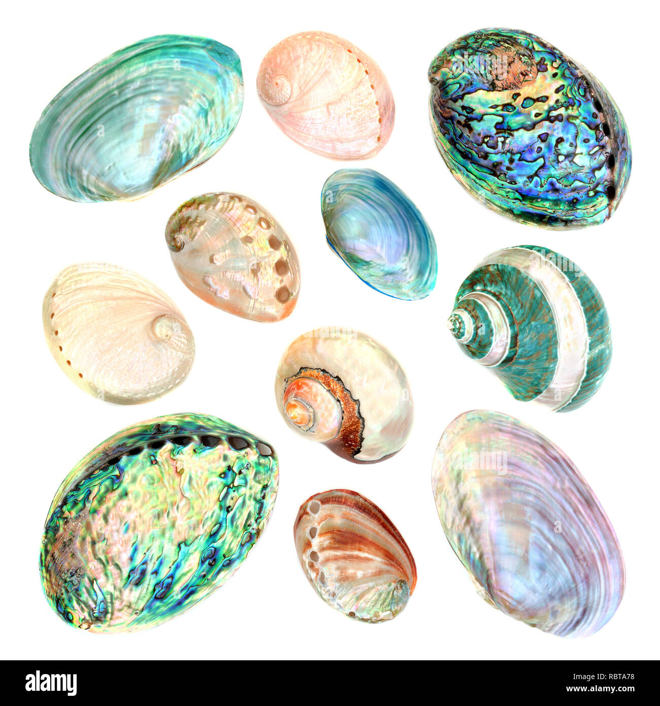 La nacre seashell collection sur fond blanc. Banque D'Images