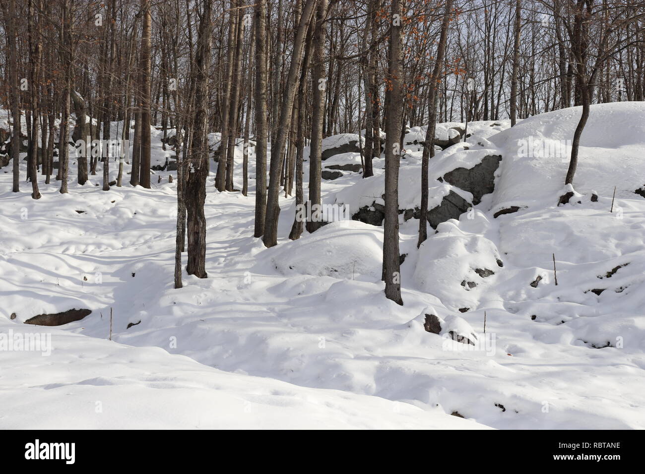 Bois magnifiques à l'intérieur du Parc National d'Omega. Pas de filtres Banque D'Images