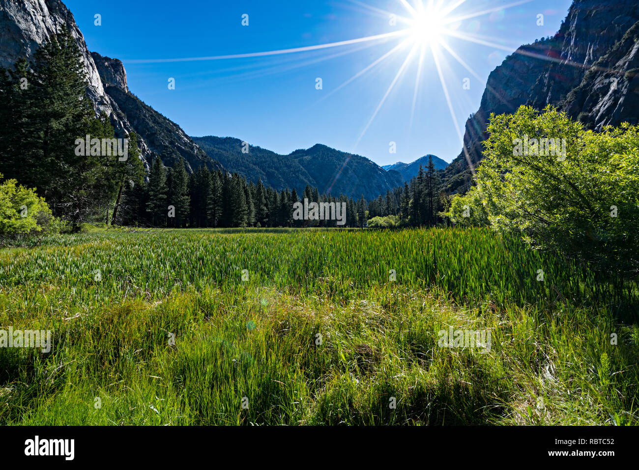 Sunburst Meadow Banque D'Images