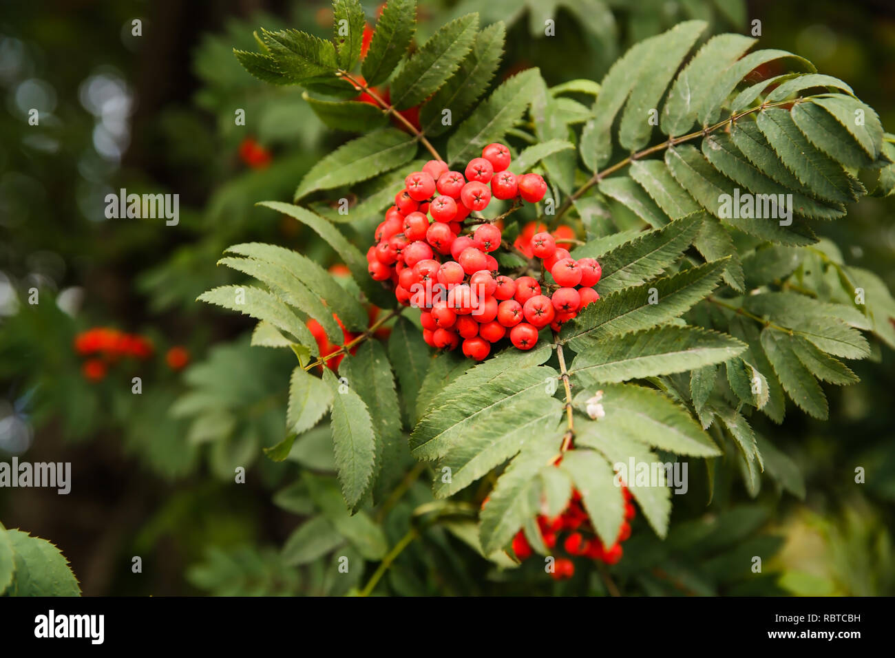 Rouge mûre rowan berry tree branch close up photo. Banque D'Images