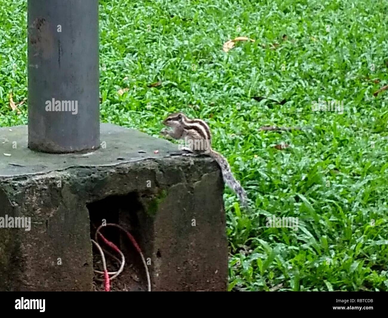 Un écureuil à Ramna Park Dhaka. 8. Banque D'Images