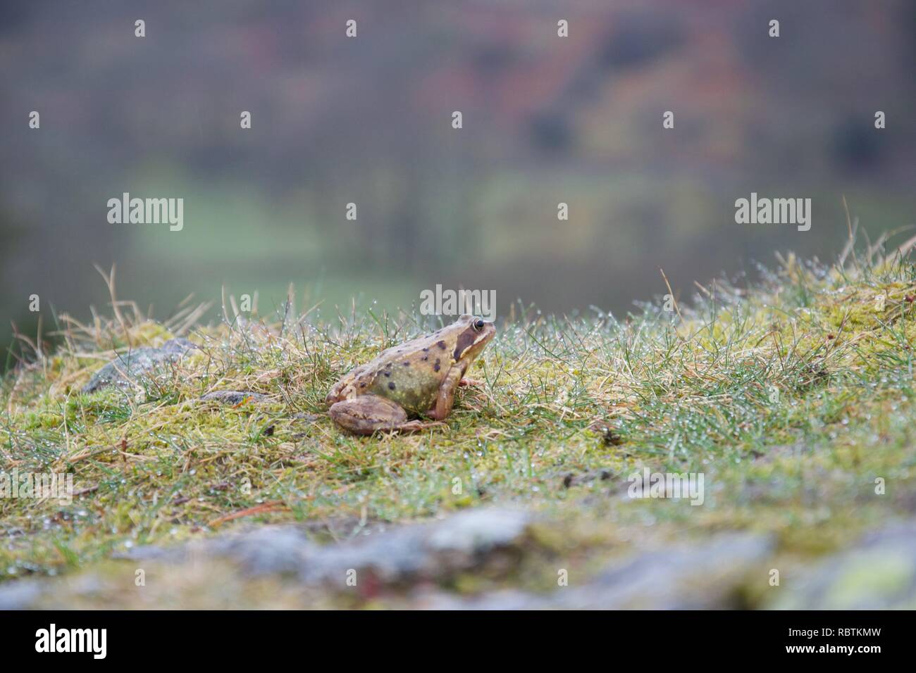 Petit crapaud ou grenouille en herbe humide sur le haut d'un rocher, avec une vallée montagneuse à l'arrière-plan Banque D'Images