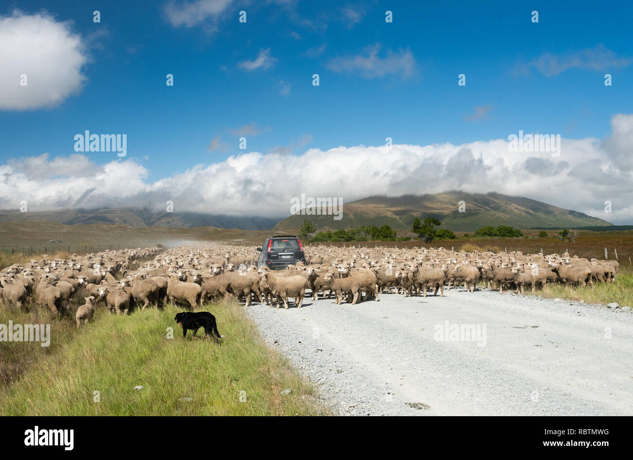 Troupeaux de moutons à Mid-Canterbury, île du Sud, Nouvelle-Zélande. Banque D'Images