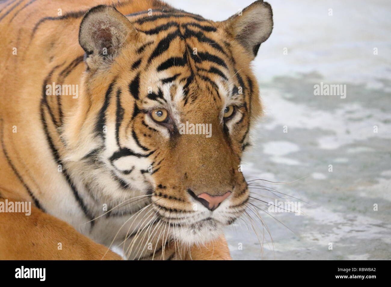 Tigre du Bengale Royal au Bangladesh Banque D'Images