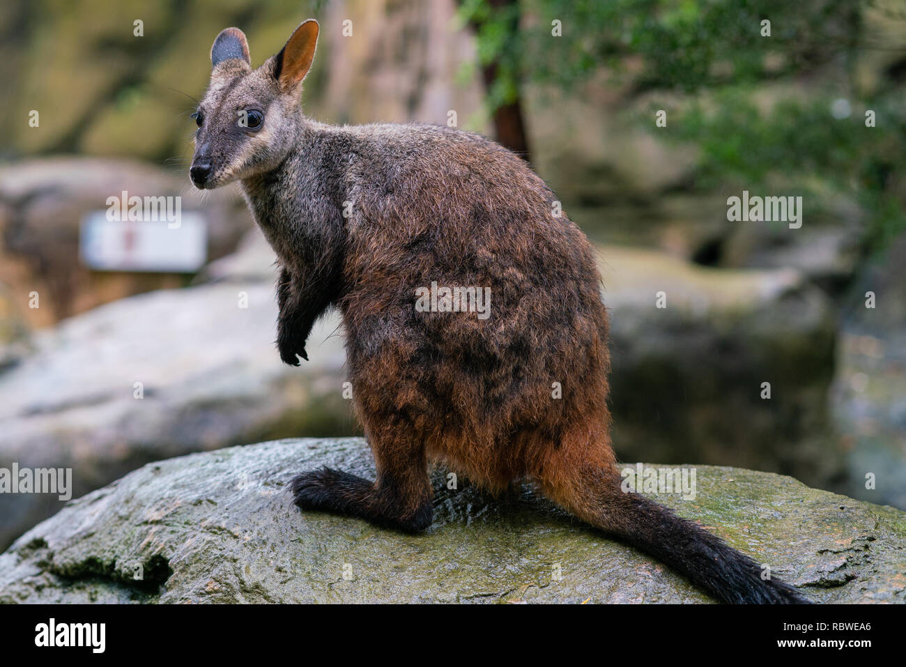 Le Pinceau-rock wallaby ou petit hibou Petrogale penicillata wallabies dans NSW Australie Banque D'Images