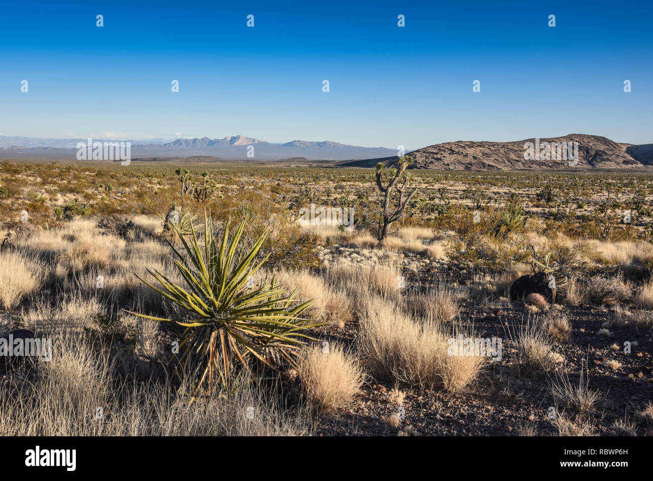 Désert de Mojave, près de projecteur, Nevada Banque D'Images