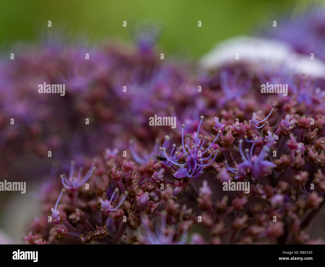 Une couleur de l'intérieur de la macro de fleurs d'un rouge violet blanc à fleurs hortensia fleur avec pétales et les pédicelles, prises sur une journée ensoleillée Banque D'Images