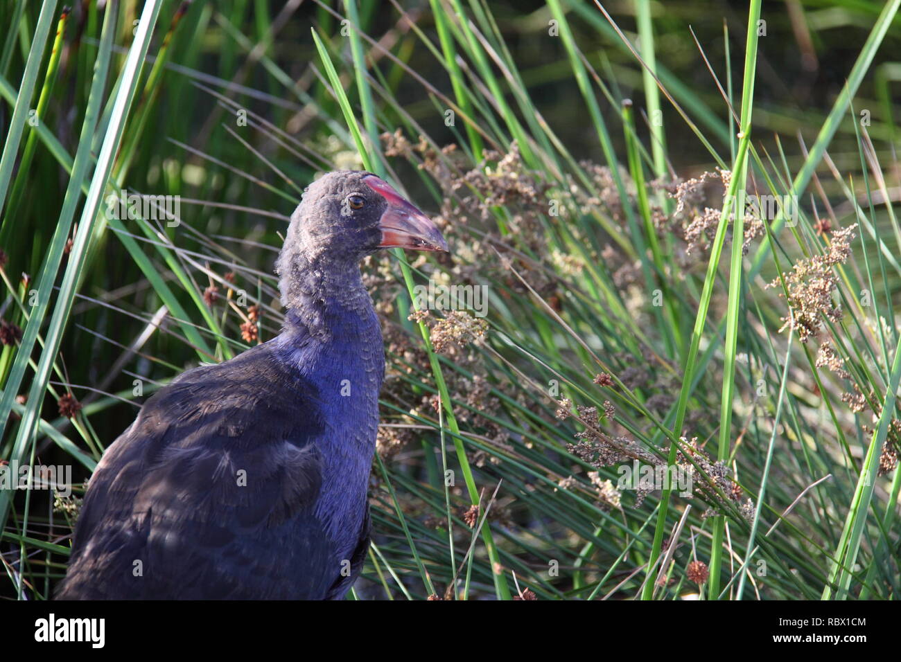 Australasian Purple Swamp Hen (porphyrio melanotus) dans la lumière du soleil entre les roseaux dans des milieux humides Banque D'Images