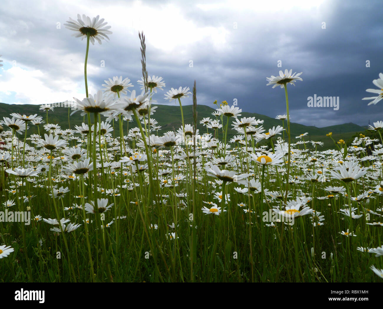 Floraison de marguerites. White daisies close up, camomille. Marguerite blanche des fleurs. Marguerites sur un pré Banque D'Images