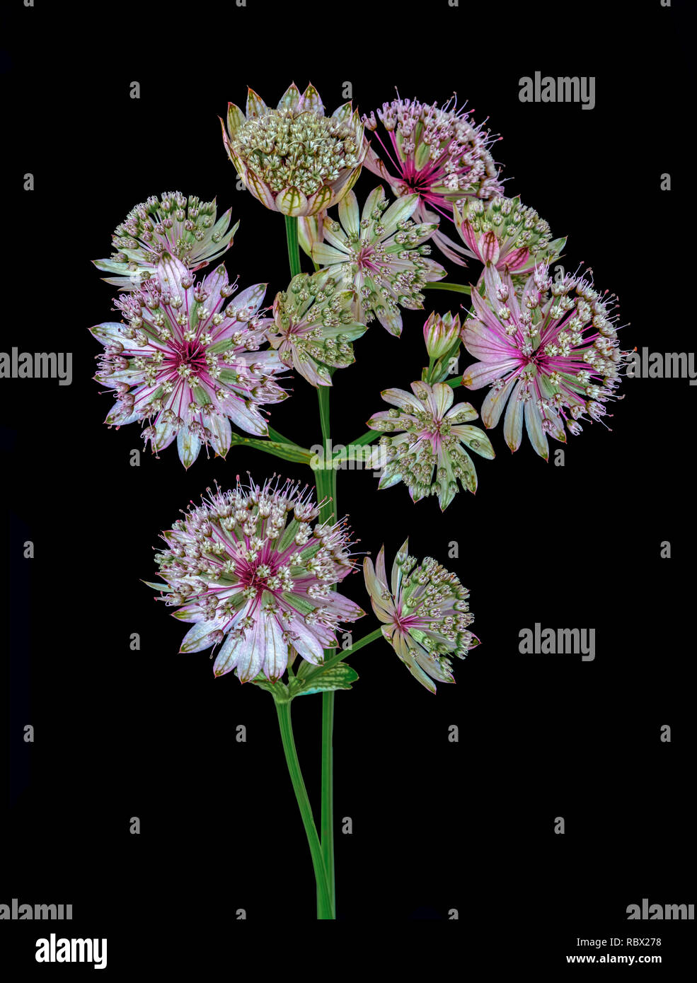 Fine art floral still life macro couleur simple isolée de tiges à fleurs d'astrantia fleurs sur fond noir avec structure détaillée Banque D'Images