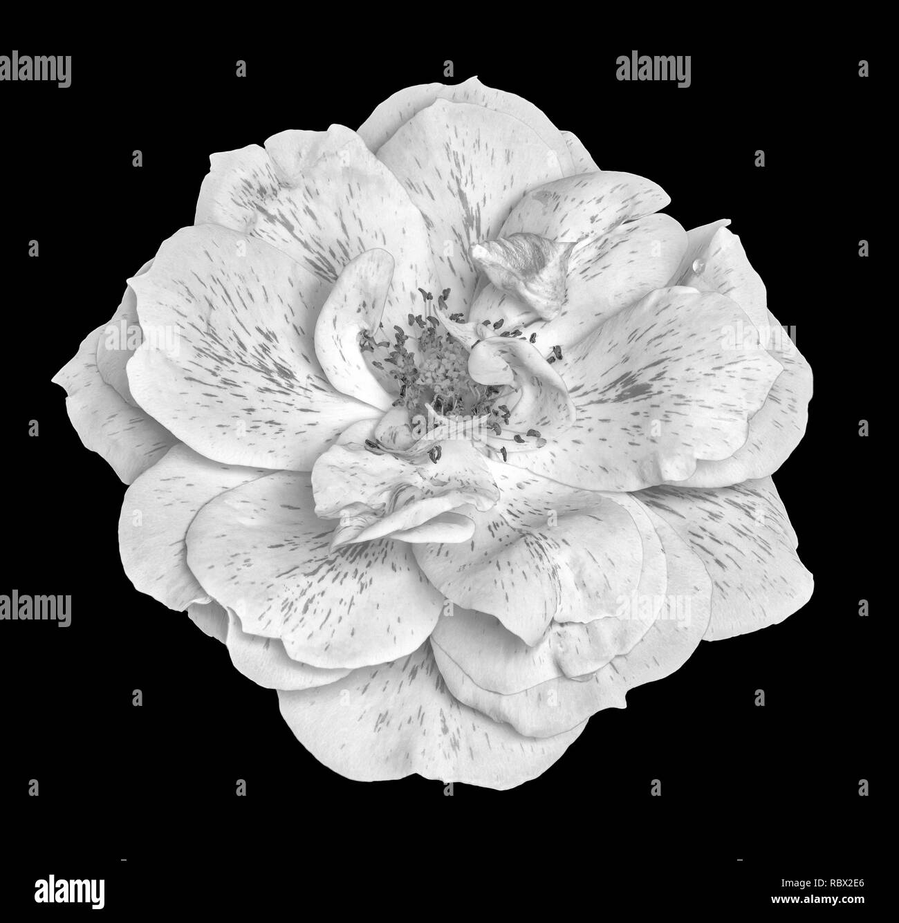 Fine art monochrome floral fleur macro vie toujours libre d'une seule fleur rose blanc isolé avec rayures,veine,Water drop,fond noir Banque D'Images