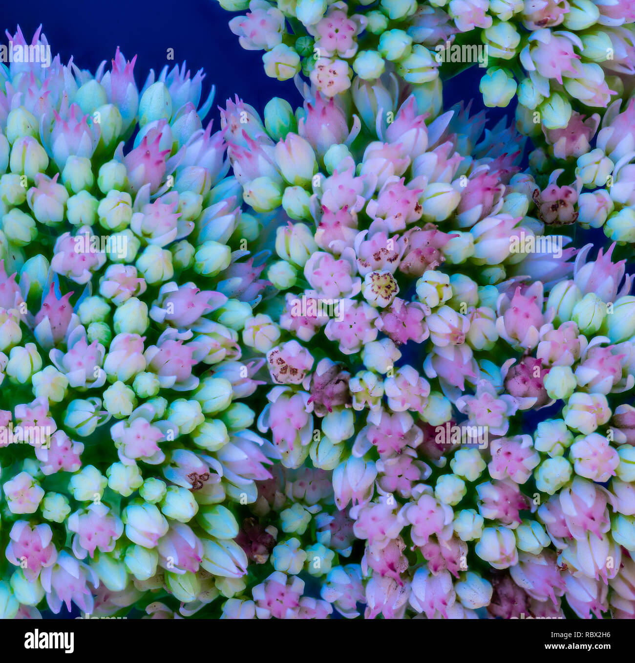 Fine art surréaliste de la vie toujours de l'évolution macro colorées d'un bourgeons stonecrop plante en style de peinture Banque D'Images