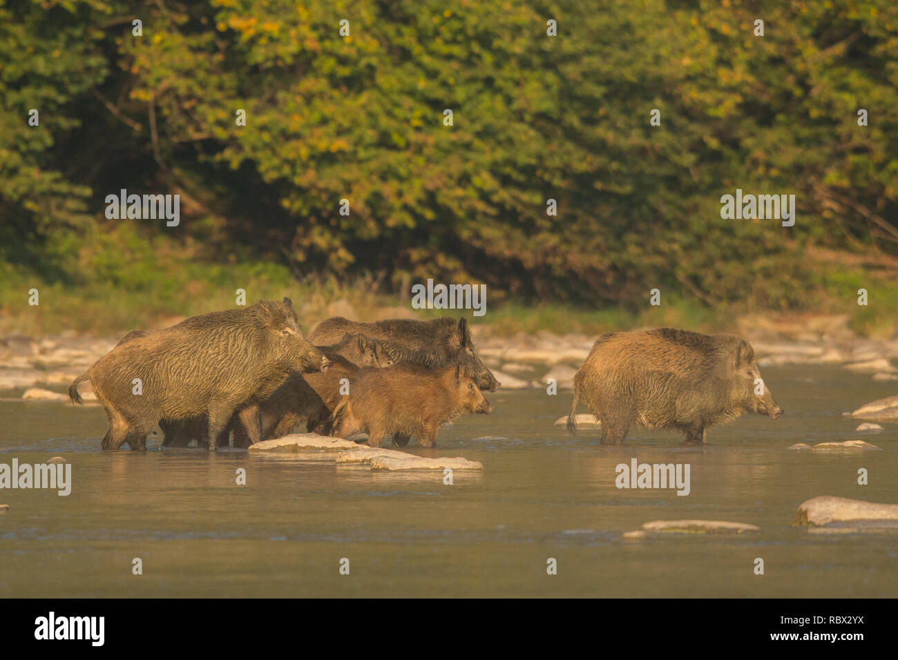 Le sanglier (Sus scrofa) dans la rivière San. Bieszczady. Pologne Banque D'Images