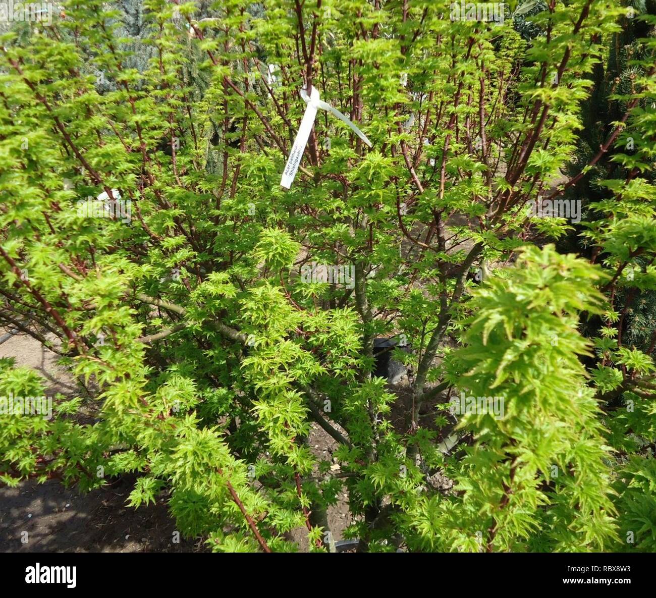 Acer palmatum 'Shishigashira' les plantes croissant dans NJ en DSI Tetra - démo fxpansion d'avril. Banque D'Images