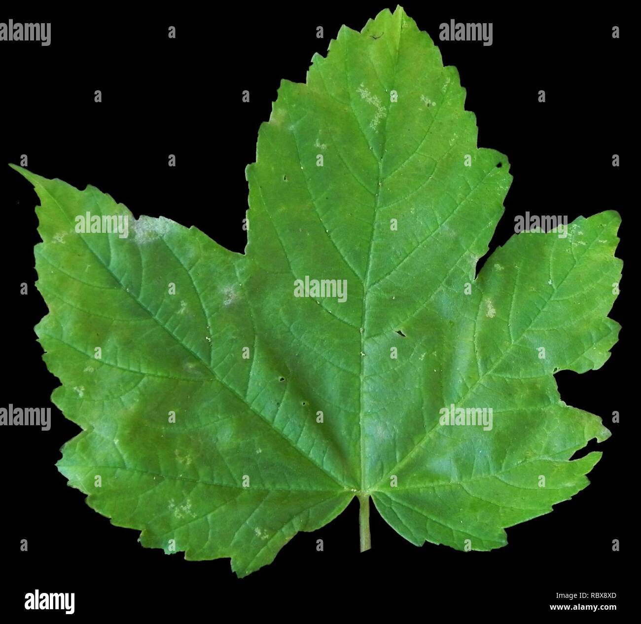 Acer pseudoplatanus feuille numérisée de côté. Banque D'Images
