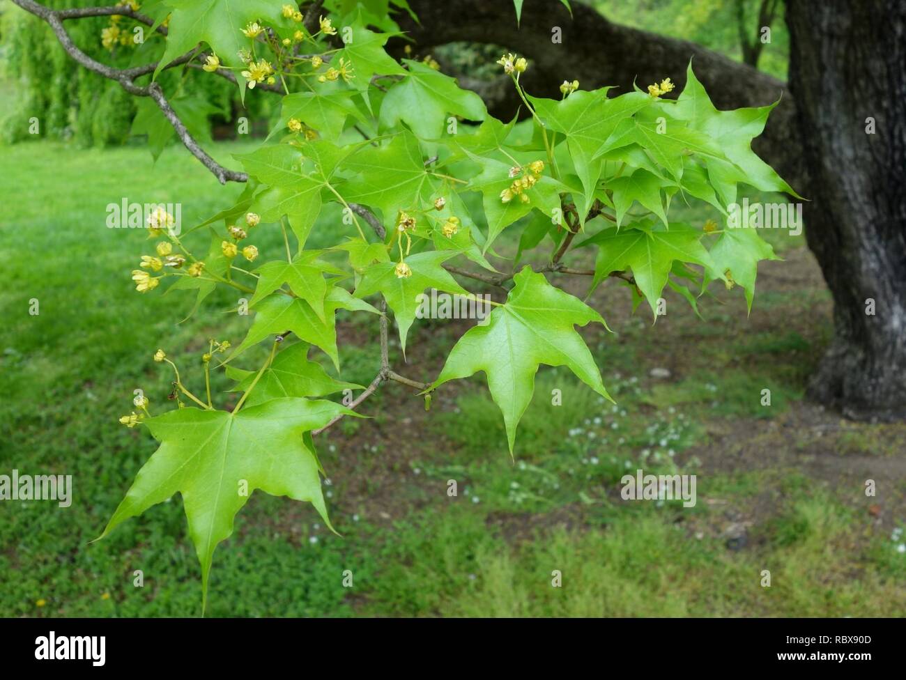 Acer truncatum - Morris Arboretum - DSC00274. Banque D'Images