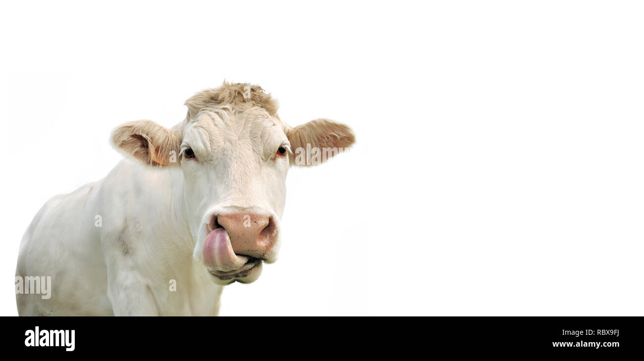 Funny portrait d'une vache isolé sur blanc en taille panoramique Banque D'Images