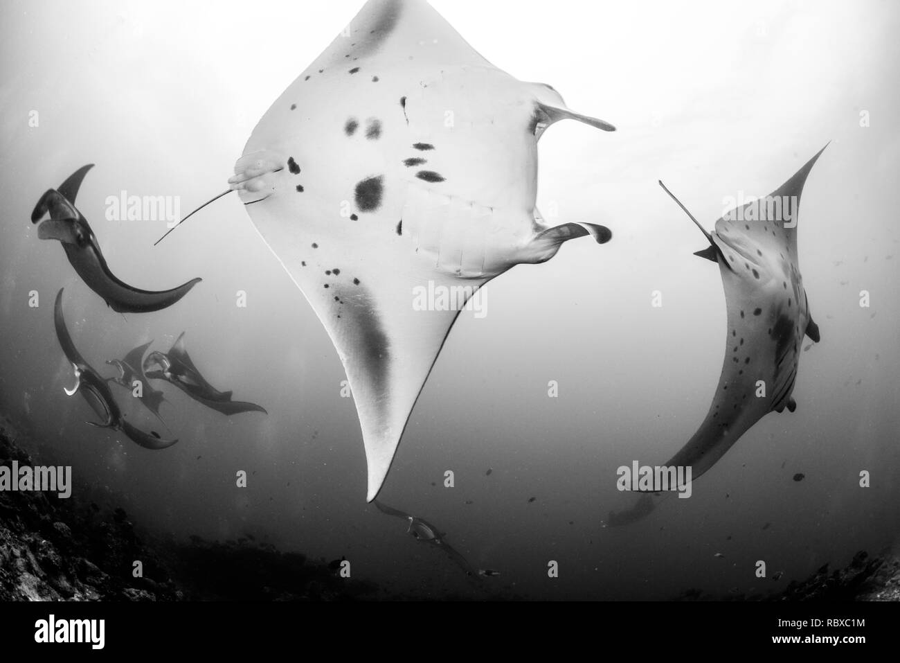 Danse Mantas Banque D'Images