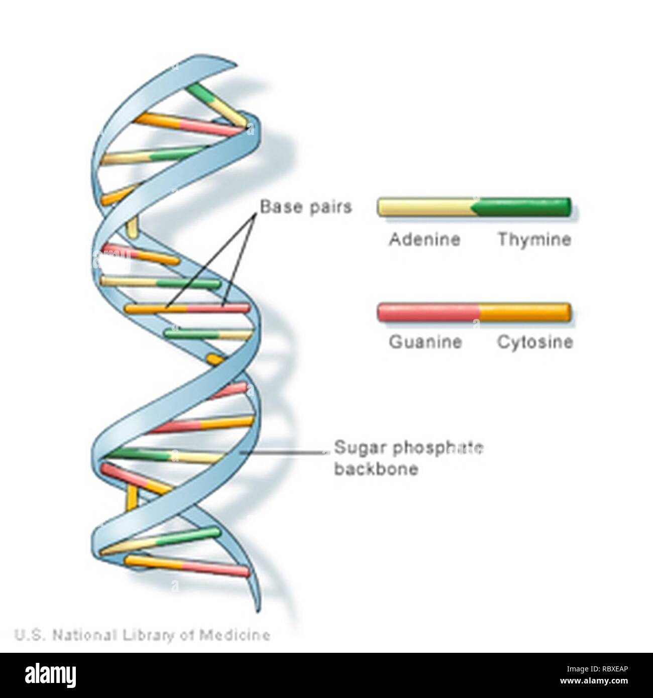 L'ADN selecta. Banque D'Images